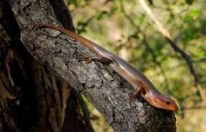 Broadhead skink, male